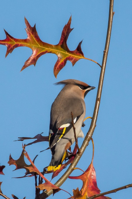 Als je voor een bijzondere soort naar Texel gaat, die vervolgens onvindbaar blijkt te zijn, dan is een groep van 12 Pestvogels een prettige afleiding.
Ze waren heerlijk actief en bepaald niet schuw.
Bewust een verticale uitsnede gekozen. Wat mijzelf aansprak in deze foto waren de kleuren van vogel en bladeren.