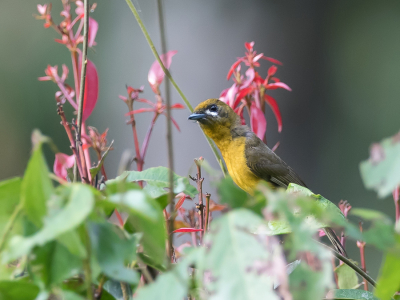 <i class='fa fa-user'></i> Paul van Giersbergen |   Goudmonarch  <i class='fa fa-eye'> 163</i>   <i class='fa fa-comment-o'> 3</i>