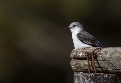 <i class='fa fa-user'></i> charlysax |   Witstuitmonjita  <i class='fa fa-eye'> 184</i>  <i class='fa fa-thumbs-up'> 2</i>   <i class='fa fa-comment-o'> 5</i>