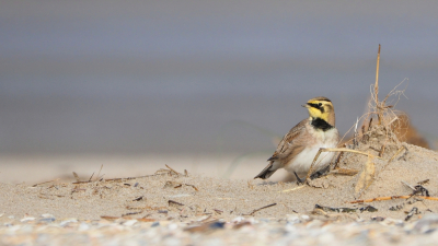 En ook de strandleeuwerik is gearriveerd op Texel. Wel veel moeilijker benaderbaar dan de sneeuwgors die vaak met deze soort optrekt.