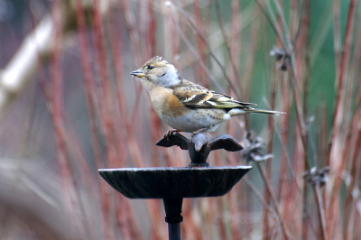 Gemaakt met de minolta dynax d7-300mm
