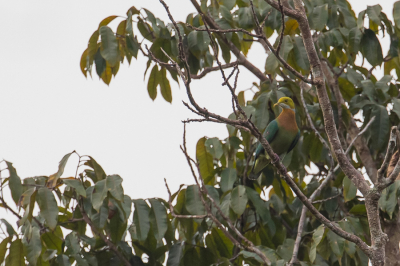 <i class='fa fa-user'></i> Paul van Giersbergen |   Pareljufferduif  <i class='fa fa-eye'> 175</i>   <i class='fa fa-comment-o'> 5</i>