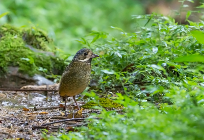 <i class='fa fa-user'></i> charlysax |   Bonte Koningsmierpitta  <i class='fa fa-eye'> 184</i>  <i class='fa fa-thumbs-up'> 4</i>   <i class='fa fa-comment-o'> 7</i>