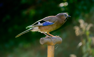 Gaai op sche(r)p in de achtertuin. Met veel geduld wil de gaai uiteindelijk wel op de foto.