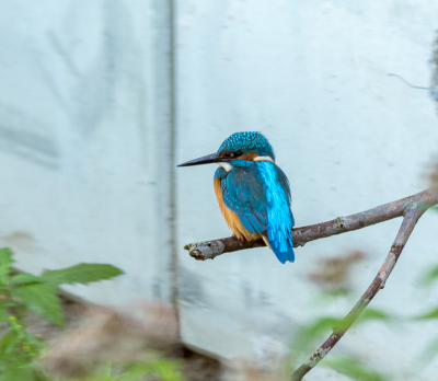 Bij vogelhut in Schalwijk kwam deze ijsvogel ineens langs.
