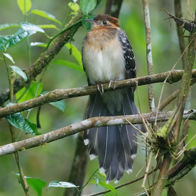 <i class='fa fa-user'></i> charlysax |   Pauwkoekoek  <i class='fa fa-eye'> 192</i>   <i class='fa fa-comment-o'> 6</i>