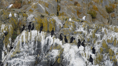 <i class='fa fa-user'></i> Gerard Visser |   Pelagische Aalscholver  <i class='fa fa-eye'> 240</i>  <i class='fa fa-thumbs-up'> 13</i>   <i class='fa fa-comment-o'> 7</i>