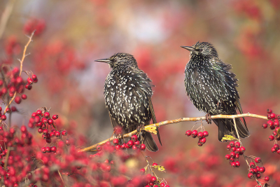 <i class='fa fa-user'></i> Ido |   Spreeuw  <i class='fa fa-eye'> 355</i>  <i class='fa fa-thumbs-up'> 15</i>   <i class='fa fa-comment-o'> 16</i>