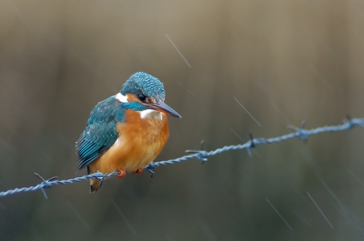 IJsvogel in de regen 

Nikon D2h, 500 mm f4