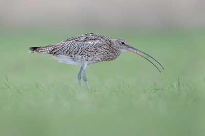 <i class='fa fa-user'></i> Hans Overduin |   Wulp  <i class='fa fa-eye'> 329</i>  <i class='fa fa-thumbs-up'> 12</i>   <i class='fa fa-comment-o'> 13</i>