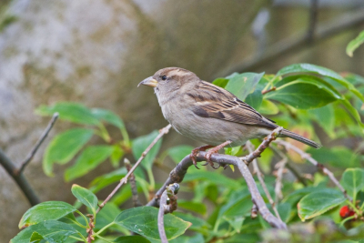 Geen bijzondere soort, toch een bijzondere foto: bij deze Huismus is de bovensnavel aan het doorgroeien. Ik was in onze eigen tuin aan het fotograferen, en zag daarbij ook deze Huismus. Ik had de camera paraat, dus ik kon het meteen vastleggen.