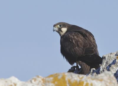 <i class='fa fa-user'></i> Ben Reitsma |   Eleonora's Valk  <i class='fa fa-eye'> 322</i>  <i class='fa fa-thumbs-up'> 4</i>   <i class='fa fa-comment-o'> 5</i>