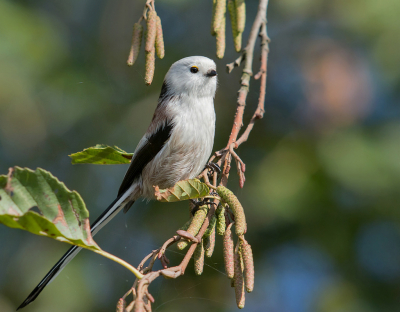 <i class='fa fa-user'></i> Hillebrand Keun |   Staartmees  <i class='fa fa-eye'> 233</i>  <i class='fa fa-thumbs-up'> 1</i>   <i class='fa fa-comment-o'> 5</i>