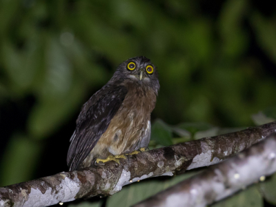 <i class='fa fa-user'></i> Paul van Giersbergen |   Bruine Valkuil  <i class='fa fa-eye'> 172</i>   <i class='fa fa-comment-o'> 2</i>