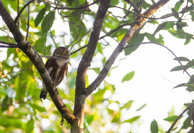 <i class='fa fa-user'></i> charlysax |   Kleinste Dwerguil  <i class='fa fa-eye'> 181</i>   <i class='fa fa-comment-o'> 2</i>