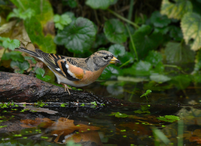 <i class='fa fa-user'></i> henkdikkers |   Keep  <i class='fa fa-eye'> 296</i>  <i class='fa fa-thumbs-up'> 4</i>   <i class='fa fa-comment-o'> 6</i>