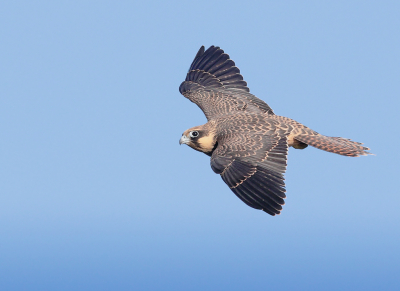 <i class='fa fa-user'></i> Ben Reitsma |   Eleonora's Valk  <i class='fa fa-eye'> 448</i>  <i class='fa fa-thumbs-up'> 13</i>   <i class='fa fa-comment-o'> 5</i>