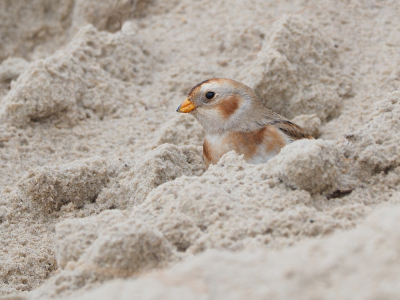 <i class='fa fa-user'></i> corvanspijk |   Sneeuwgors  <i class='fa fa-eye'> 285</i>  <i class='fa fa-thumbs-up'> 5</i>   <i class='fa fa-comment-o'> 13</i>