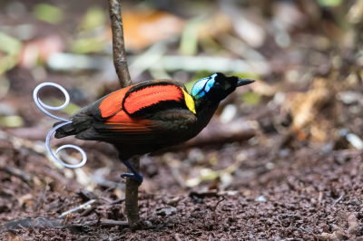 <i class='fa fa-user'></i> Paul van Giersbergen |   Wilsons Paradijsvogel  <i class='fa fa-eye'> 342</i>  <i class='fa fa-thumbs-up'> 11</i>   <i class='fa fa-comment-o'> 10</i>