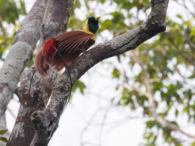 <i class='fa fa-user'></i> Paul van Giersbergen |   Rode Paradijsvogel  <i class='fa fa-eye'> 239</i>  <i class='fa fa-thumbs-up'> 1</i>   <i class='fa fa-comment-o'> 3</i>
