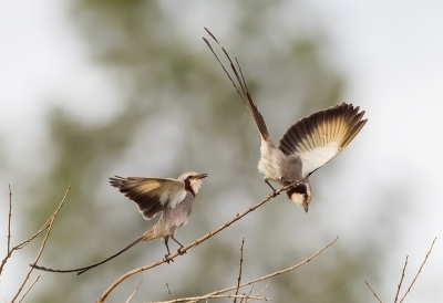 <i class='fa fa-user'></i> charlysax |   Lintstaarttiran  <i class='fa fa-eye'> 246</i>  <i class='fa fa-thumbs-up'> 12</i>   <i class='fa fa-comment-o'> 8</i>