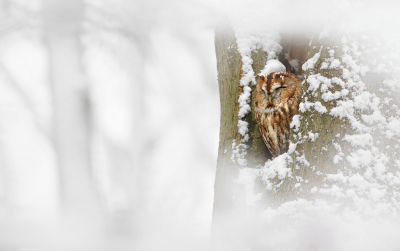 Vandaag staat er een artikeltje van mijn hand over de Bosuil op Natuurfotografie.nl ( https://www.natuurfotografie.nl/8-keer-creatief-bosuil/ ), die in het teken staat van het fotograferen van de Bosuil op verschillende manieren. Afgelopen jaar ben ik namelijk regelmatig naar twee bosuilen geweest in de omgeving van Wageningen met als doel een zo'n divers mogelijke serie te schieten van deze soort. Toen we vorig jaar in december sneeuw hadden kon ik de Bosuil in een geweldig mooie winterse omstandigheden vastleggen. Ik had destijds al een fotootje via de maandopdracht laten zien, maar bij deze nog een foto van deze prachtige dag, nu iets closer in beeld door besneeuwde takken heen gefotografeerd. 

Groeten, Thijs