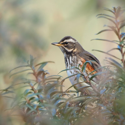 <i class='fa fa-user'></i> corvanspijk |   Koperwiek  <i class='fa fa-eye'> 365</i>  <i class='fa fa-thumbs-up'> 10</i>   <i class='fa fa-comment-o'> 10</i>