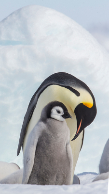 <i class='fa fa-user'></i> otto plantema |   Keizerspingun  <i class='fa fa-eye'> 261</i>  <i class='fa fa-thumbs-up'> 10</i>   <i class='fa fa-comment-o'> 10</i>