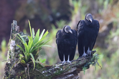 <i class='fa fa-user'></i> Henk Baptist |   Zwarte Gier  <i class='fa fa-eye'> 216</i>  <i class='fa fa-thumbs-up'> 6</i>   <i class='fa fa-comment-o'> 8</i>