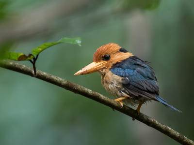 <i class='fa fa-user'></i> Paul van Giersbergen |   Kleine Geelsnavelijsvogel  <i class='fa fa-eye'> 229</i>  <i class='fa fa-thumbs-up'> 6</i>   <i class='fa fa-comment-o'> 7</i>
