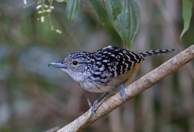 <i class='fa fa-user'></i> charlysax |   Vlekrugmierklauwier  <i class='fa fa-eye'> 224</i>  <i class='fa fa-thumbs-up'> 17</i>   <i class='fa fa-comment-o'> 11</i>