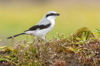 <i class='fa fa-user'></i> FransvanBoxtel |   Klapekster  <i class='fa fa-eye'> 389</i>  <i class='fa fa-thumbs-up'> 22</i>   <i class='fa fa-comment-o'> 14</i>