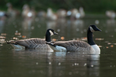 <i class='fa fa-user'></i> P.Teune |   Grote Canadese Gans  <i class='fa fa-eye'> 222</i>   <i class='fa fa-comment-o'> 2</i>