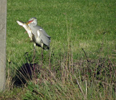 Tijdens fietstocht langs Friese dorpen stond deze reiger die een snoek had gevangen uit een sloot van ca 1 meter breed langs de kant van de weg. Uit een andere slechte vervolgfoto bleek dat de snoek was gespietst met de onderste snavel. Gemaakt met een Canon PowerShot SX220 HS met zoom.