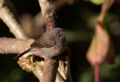 <i class='fa fa-user'></i> charlysax |   Roettachuri  <i class='fa fa-eye'> 172</i>  <i class='fa fa-thumbs-up'> 1</i>   <i class='fa fa-comment-o'> 2</i>