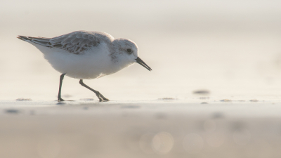 <i class='fa fa-user'></i> Wil Doorn-Meijne |   Drieteenstrandloper  <i class='fa fa-eye'> 242</i>  <i class='fa fa-thumbs-up'> 2</i>   <i class='fa fa-comment-o'> 10</i>