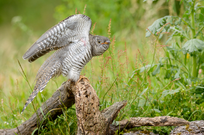 <i class='fa fa-user'></i> FransvanBoxtel |   Koekoek  <i class='fa fa-eye'> 384</i>  <i class='fa fa-thumbs-up'> 18</i>   <i class='fa fa-comment-o'> 13</i>