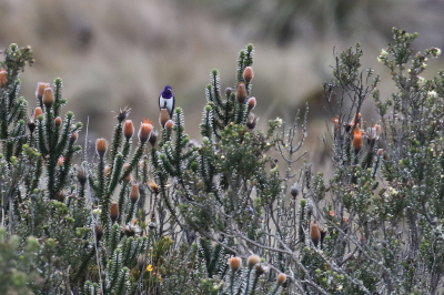 <i class='fa fa-user'></i> Henk Baptist |   Ecuadorbergnimf  <i class='fa fa-eye'> 251</i>   <i class='fa fa-comment-o'> 5</i>