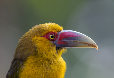 <i class='fa fa-user'></i> charlysax |   Goudtoekan  <i class='fa fa-eye'> 202</i>  <i class='fa fa-thumbs-up'> 14</i>   <i class='fa fa-comment-o'> 14</i>