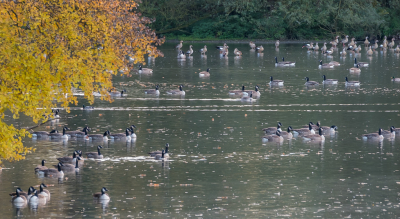 <i class='fa fa-user'></i> arnold merckx |   Grote Canadese Gans  <i class='fa fa-eye'> 217</i>  <i class='fa fa-thumbs-up'> 3</i>   <i class='fa fa-comment-o'> 6</i>