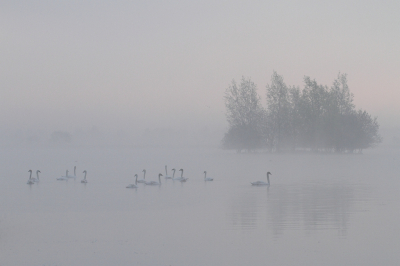 <i class='fa fa-user'></i> dick renes |   Knobbelzwaan  <i class='fa fa-eye'> 216</i>  <i class='fa fa-thumbs-up'> 1</i>   <i class='fa fa-comment-o'> 3</i>