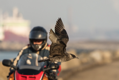 <i class='fa fa-user'></i> meijsvo |   Middelste Jager  <i class='fa fa-eye'> 663</i>  <i class='fa fa-thumbs-up'> 15</i>   <i class='fa fa-comment-o'> 14</i>