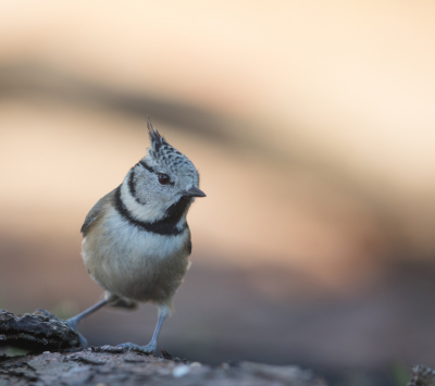 Kuifmees Bij fotohut HBN 7, blijft een mooi vogeltje die altijd voor een leuk beeld zorgt.