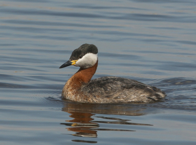 <i class='fa fa-user'></i> Rene en George |   Roodhalsfuut  <i class='fa fa-eye'> 294</i>  <i class='fa fa-thumbs-up'> 2</i>   <i class='fa fa-comment-o'> 10</i>