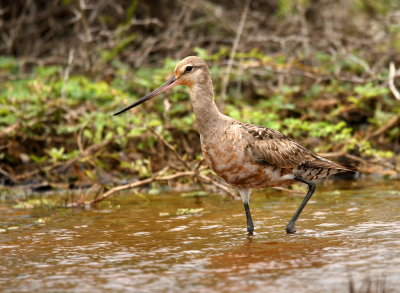 Een zeldzame overwinteraar op Bonaire deze Rode Grutto.
In eerste instantie was hij vrij schuw, maar na enige tijd kwam hij steeds dichterbij.