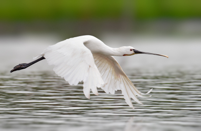 Lepelaar (Spoonbill, Lffler) #1

Among other birds, this summer I concentrated on making special pictures of the wonderful spoonbill  in North-Holland.

Here Pic # 1.

Greetings
mftbirder