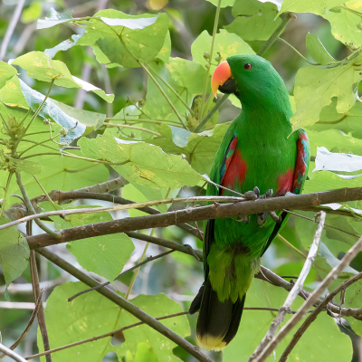 <i class='fa fa-user'></i> Paul van Giersbergen |   Edelpapegaai  <i class='fa fa-eye'> 172</i>  <i class='fa fa-thumbs-up'> 4</i>   <i class='fa fa-comment-o'> 4</i>