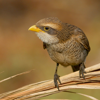 <i class='fa fa-user'></i> Rene en George |   Geelsnavelklauwier  <i class='fa fa-eye'> 367</i>  <i class='fa fa-thumbs-up'> 19</i>   <i class='fa fa-comment-o'> 14</i>