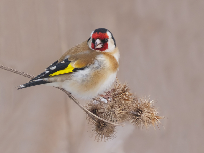 Als het gesneeuwd heeft, heb je mooi licht en dat mooie licht had ik bij het fotograferen van deze snoepende putter, mijn favo zangvogel.

Uit de hand genomen