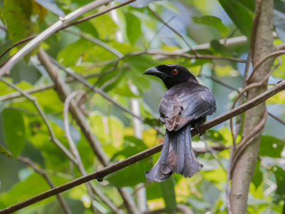 <i class='fa fa-user'></i> Paul van Giersbergen |   Glansvlekdrongo  <i class='fa fa-eye'> 136</i>   <i class='fa fa-comment-o'> 1</i>
